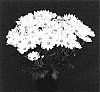 Chrysanthemum%20x%20morifolium%20%27Yotahoe%27