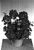 Pelargonium%20zonale%20%27Fisnifire%27