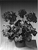 Pelargonium%20zonale%20%27Fistafire%27