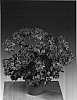 Pelargonium%20zonale%20%27Grasalm%27