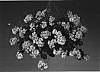 Pelargonium%20peltatum%20%27Filun%27