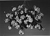 Pelargonium%20peltatum%20%27Filun%27