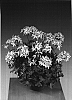 Pelargonium%20zonale%20%27Grapink%27