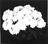 Chrysanthemum%20x%20morifolium%20%27Yoottawa%27