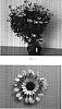 Osteospermum%20hybrida%20%27Balserwibli%27