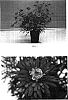 Argyranthemum%20x%20hybrida%20%27OHMADSAVI%27