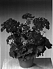 Pelargonium%20zonale%20%27Fishimred%27