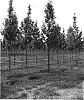 Acer%20Rubrum%20%27RT4%27