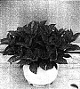Hydrangea%20macrophylla%20%27RIE%2004%27