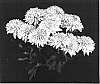 Chrysanthemum%20x%20morifolium%20%27Yoleamington%27