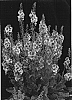 Verbascum%20hybrid%20%27Lavender%20Lass%27