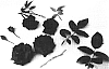 Rosa%20hybrida%20%27BAIkye%27