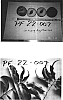 Prunus%20persica%20%27P.F.%2022-007%27