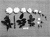 Rosa%20hybrida%20%27JACzeeze%27