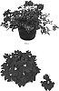 Verbena%20hybrida%20%27Balazreve%27