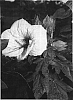 Hibiscus%20moscheutos%20x%20H.%20rosa-sinensis%20%27Cherub%27