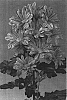 Chrysanthemum%20morifolium%20%27Artist%20Orange%27