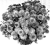 Chrysanthemum%20morifolium%20%27Homer%27