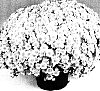 Chrysanthemum%20morifolium%20%27Florina%27