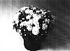 Chrysanthemum%20morifolium%20%27Bobwhite%27