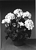 Pelargonium%20zonale%20%27Fisweiss%27