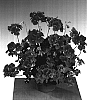 Pelargonium%20peltatum%20%27Fistufru%27