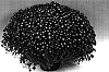Chrysanthemum%20morifolium%20%27Dora%27