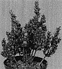 Ruscus%20aculeatus%20%27Christmas%20Berry%27