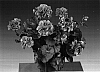Pelargonium%20peltatum%20%27Fislina%27