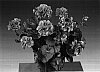 Pelargonium%20peltatum%20%27Fislina%27