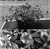 Calibrachoa%20sp.%20%27Sunbelfire%27