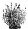 Lavandula%20stoechas%20%27Anouk%27