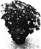 Senecio%20cruentus%20x%20Senecio%20heritieri%20%27Sunsenebabu%27