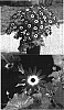Senecio%20cruentus%20x%20Senecio%20heritieri%20%27Sunsenebulbai%27
