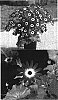 Senecio%20cruentus%20x%20Senecio%20heritieri%20%27Sunsenebulbai%27