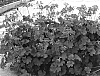 Pelargonium%20x%20hortorum%20%27Shacor%27
