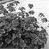Pelargonium%20x%20hortorum%20%27Share%27