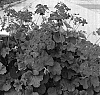 Pelargonium%20x%20hortorum%20%27Shalet%27