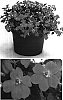 Impatiens%20walleriana%20%27Fify%20Wamelon%27