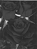 Rosa%20hybrida%20%27TAN97544%27