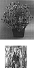 Lavandula%20stoechas%20%27Ninlip%27