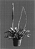 Vriesea%20splendens%20%27VRSP100%27