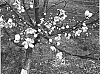 Prunus%20persica%20%27S%206816%27