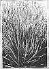 Cymbopogon%20flexuosus%20%27Poaceae%27