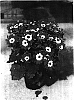 Senecio%20cruentus%20x%20Senecio%20heritieri%20%27Sunsenebapiba%27