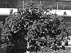 Pelargonium%20peltatum%20%27Pacharl%27