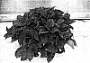 Hydrangea%20macrophylla%20%27RIE%2003%27