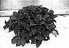 Hydrangea%20macrophylla%20%27RIE%2003%27