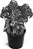 Phlox%20paniculata%20%27Barthirtysix%27