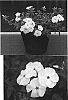 Phlox%20drummondii%20%27Sunphlochebu%27